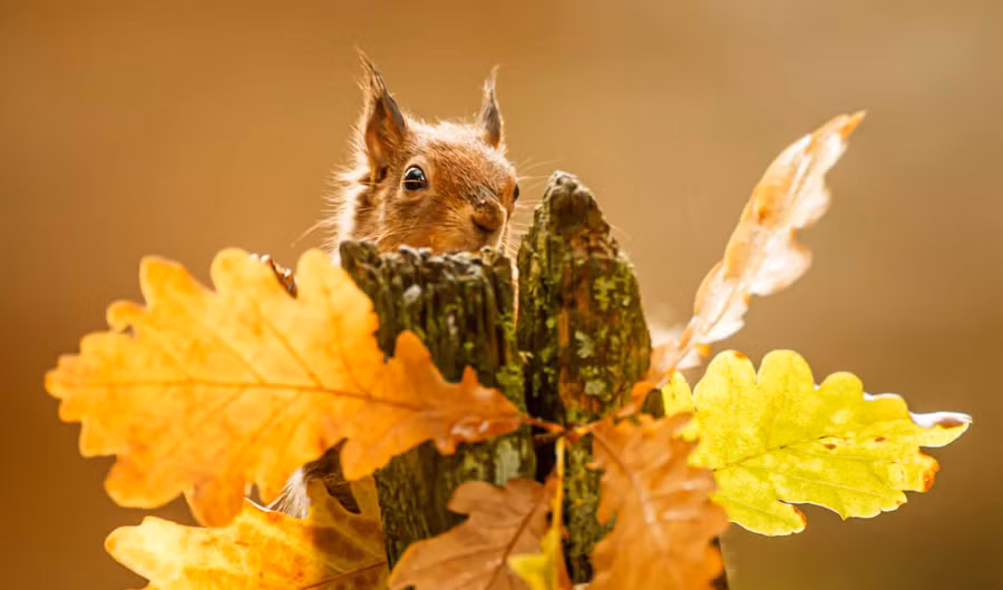 Chú sóc đỏ kiếm thức ăn cạnh những chiếc lá trong khu bảo tồn sóc đỏ Widdale ở North Yorkshire khi trời đã vào thu. Tác giả: Danny Lawson.