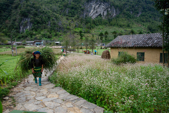 Mùa tam giác mạch Hà Giang - Ảnh: VŨ TUẤN