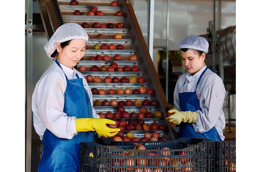 Sơ chế chanh dây tại Công ty TNHH một thành viên Xuất nhập khẩu rau quả DOVECO Gia Lai. Ảnh: Đức Thụy Sơ chế chanh dây tại Công ty TNHH một thành viên Xuất nhập khẩu rau quả DOVECO Gia Lai. Ảnh: Đức Thụy