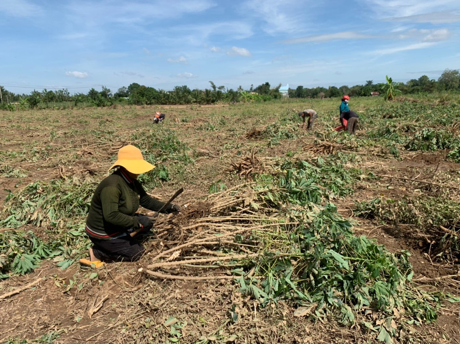Gia đình ông Rơ Châm Mat (tổ 6, phường Sông Bờ, thị xã Ayun Pa) thu hoạch diện tích mì bị ngập nước. Ảnh: Vũ Chi