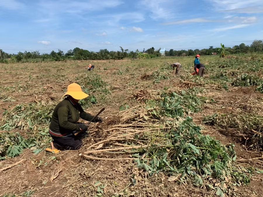 Gia đình ông Rơ Châm Mat (tổ 6, phường Sông Bờ, thị xã Ayun Pa) thu hoạch diện tích mì bị ngập nước. Ảnh: Vũ Chi