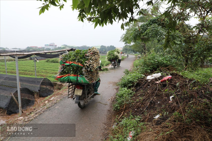 Các thương lái đến tận vườn thu mua và liên tục chở hoa đi tiêu thụ. Ảnh: Phương Duy Các thương lái đến tận vườn thu mua và liên tục chở hoa đi tiêu thụ. Ảnh: Phương Duy