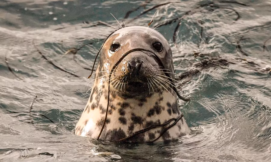 Một con hải cẩu xám Đại Tây Dương cái ngoi lên khỏi mặt nước trong vùng biển phủ đầy rong biển ở bán đảo Marloes ở Pembrokeshire, xứ Wales. Tác giả: Ben Birchall.