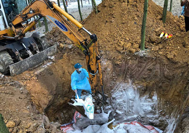 Tiêu hủy lợn bị dịch tả lợn châu Phi tại tỉnh Hòa Bình. Ảnh: B.H.B Tiêu hủy lợn bị dịch tả lợn châu Phi tại tỉnh Hòa Bình. Ảnh: B.H.B