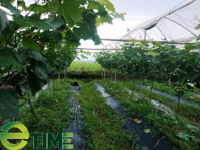 Vì là cây khá khó tính nên quá trình trồng và chăm sóc giống nho này rất tỉ mỉ, đúng kỹ thuật.