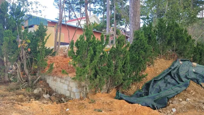 Xây dựng kè đá, trồng cây ngang nhiên lấn chiếm đất rừng.