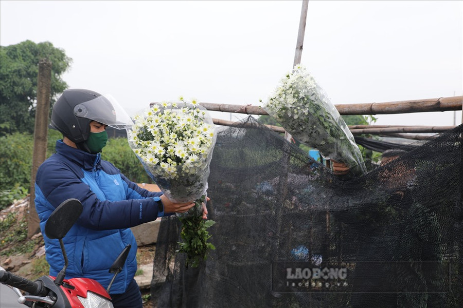 Khách hàng đến tận vườn mua hoa. Ảnh: Phương Duy Khách hàng đến tận vườn mua hoa. Ảnh: Phương Duy