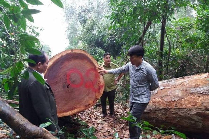 Hiện trường một vụ phá rừng ở Tây Nguyên. Ảnh: BNN