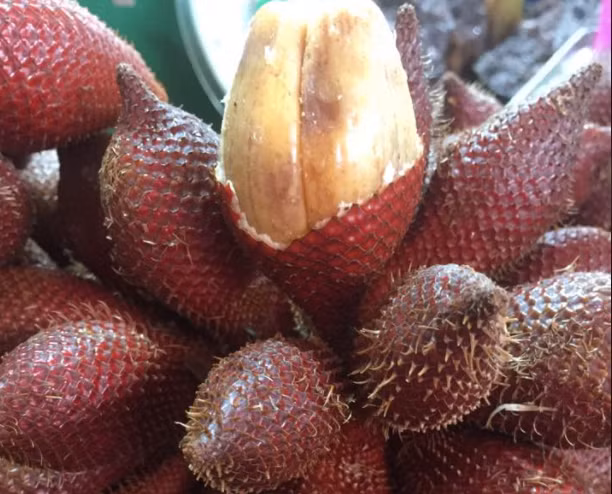 Quả mây Thái có nhiều công dụng đối với sức khoẻ. Ảnh: Hạ Mây