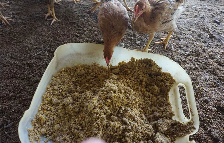 Thức ăn sinh học được ủ từ bã đậu nành, cám gạo, bột mì giúp ông Khánh (phường Hòa Hiệp Bắc, quận Liên Chiểu, TP Đà Nẵng) tiết kiệm chi phí, chủ động nguồn dinh dưỡng và nâng cao chất lượng thịt gà thả vườn
