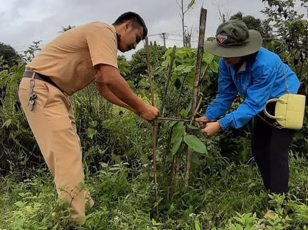 Lực lượng đoàn viên, thanh niên thị xã Ayun Pa làm hàng rào bảo vệ cây xanh. Ảnh: Vũ Chi