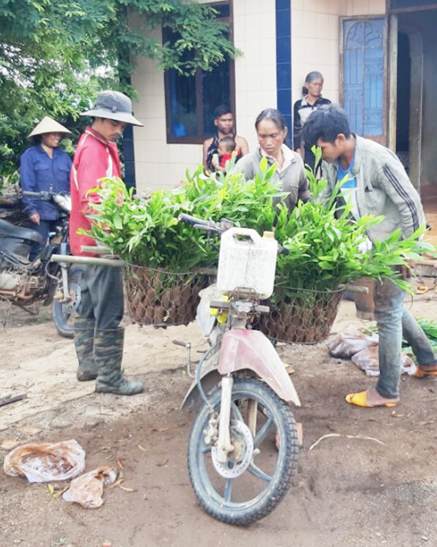  Người dân huyện Ia Grai vận chuyển cây giống đến nơi trồng rừng. Ảnh: Ảnh: Nguyễn Diệp