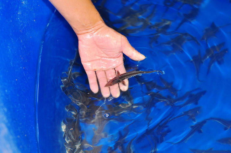 Hiện tại, nguồn cá tầm giống đã được anh Thu trực tiếp nhập trứng đã thụ tinh từ Nga về để cung cấp cho người dân.