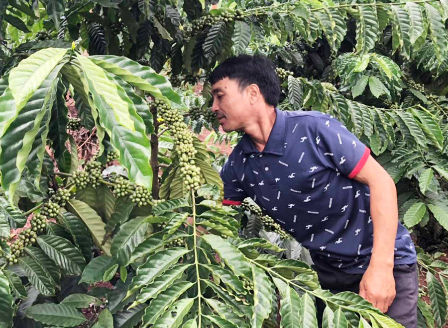 Anh Đinh Hyan chăm sóc vườn cà phê của gia đình. Ảnh: Anh Huy Anh Đinh Hyan chăm sóc vườn cà phê của gia đình. Ảnh: Anh Huy