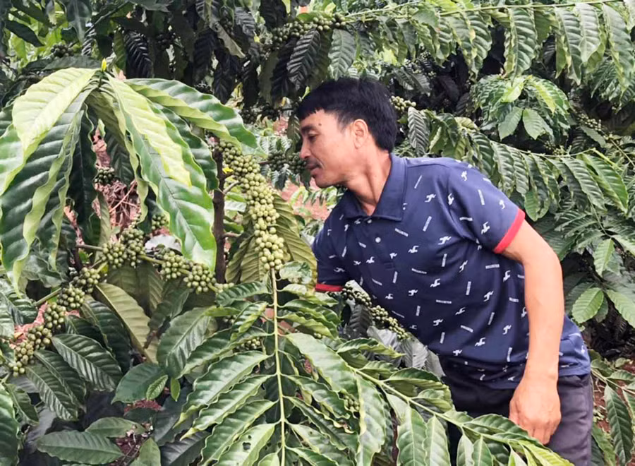 Anh Đinh Hyan chăm sóc vườn cà phê của gia đình. Ảnh: Anh Huy