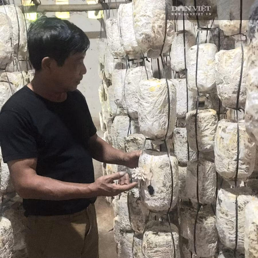  Tận dụng những cọng rơm khô, mùn cưa để trồng nấm, đem lại hàng tỷ đồng mỗi năm cho HTX nấm Đồng Cam