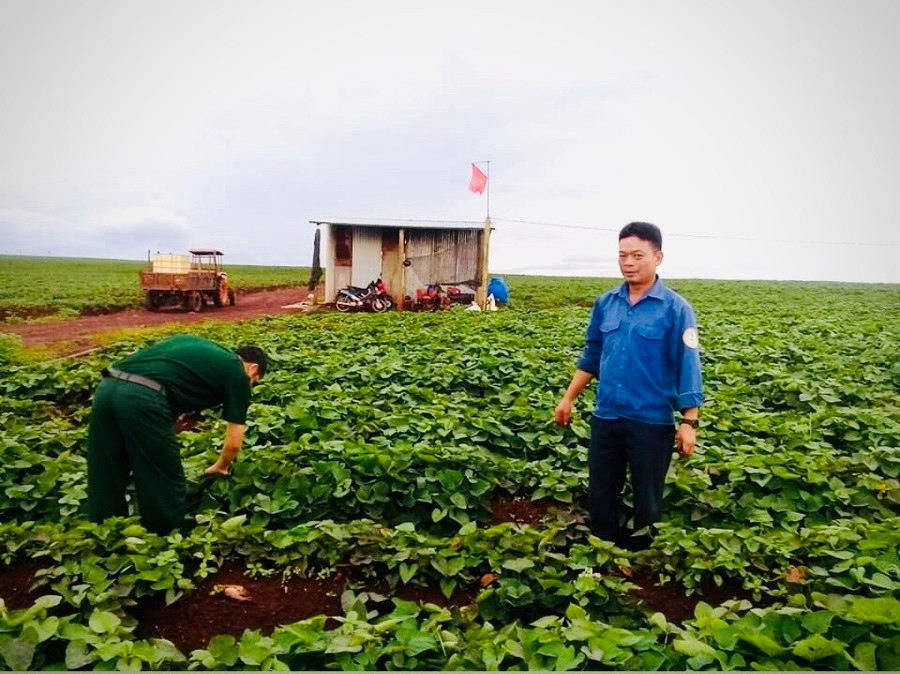Thành viên Hợp tác xã Nông nghiệp và Dịch vụ Tân Bình chăm sóc khoai lang Lệ Cần. Ảnh Lê Hòa