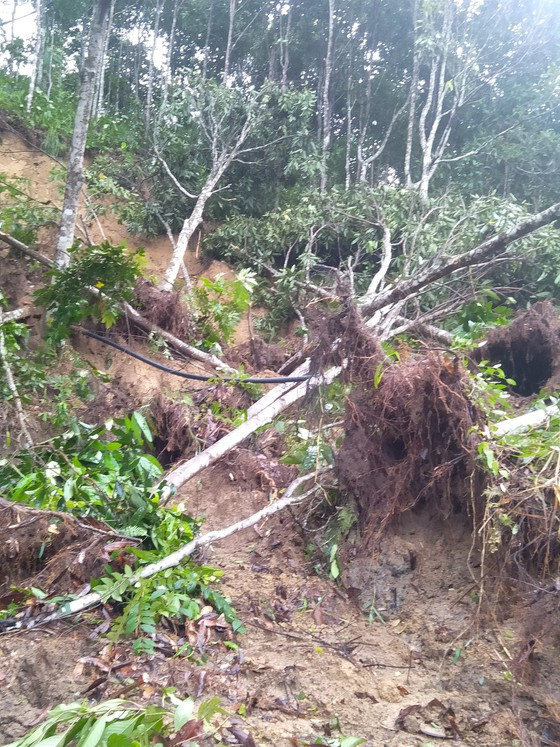 hàng chục hec ta quế trơ gốc. Ảnh: NGỌC PHÚC