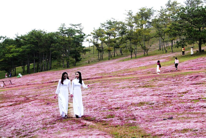 Trên thảo nguyên hồng.