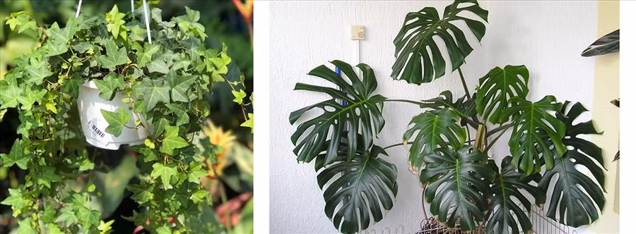 Loại cây có thể xanh tươi quanh năm mà không cần bỏ nhiều công chăm sóc. (Đồ họa: Trang Thiều)