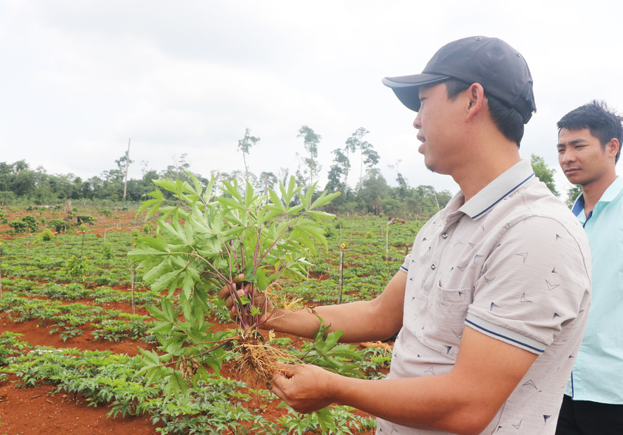 Mô hình trồng cây dược liệu của HTX Nông nghiệp dược liệu Quang Vinh (xã Sơ Pai, huyện Kbang) phát triển tốt. Ảnh: Minh Nguyễn Mô hình trồng cây dược liệu của HTX Nông nghiệp dược liệu Quang Vinh (xã Sơ Pai, huyện Kbang) phát triển tốt. Ảnh: Minh Nguyễn