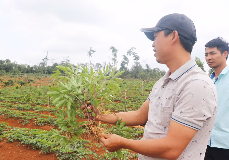 Mô hình trồng cây dược liệu của HTX Nông nghiệp dược liệu Quang Vinh (xã Sơ Pai, huyện Kbang) phát triển tốt. Ảnh: Minh Nguyễn