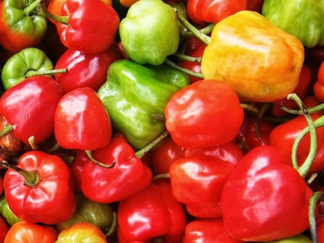 Ớt chuông SHUTTERSTOCK