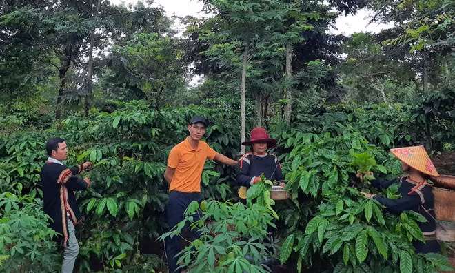 Sacien Kbuor (giữa) trên rẫy cà phê quê hương anh - Ảnh: Mộc Hương