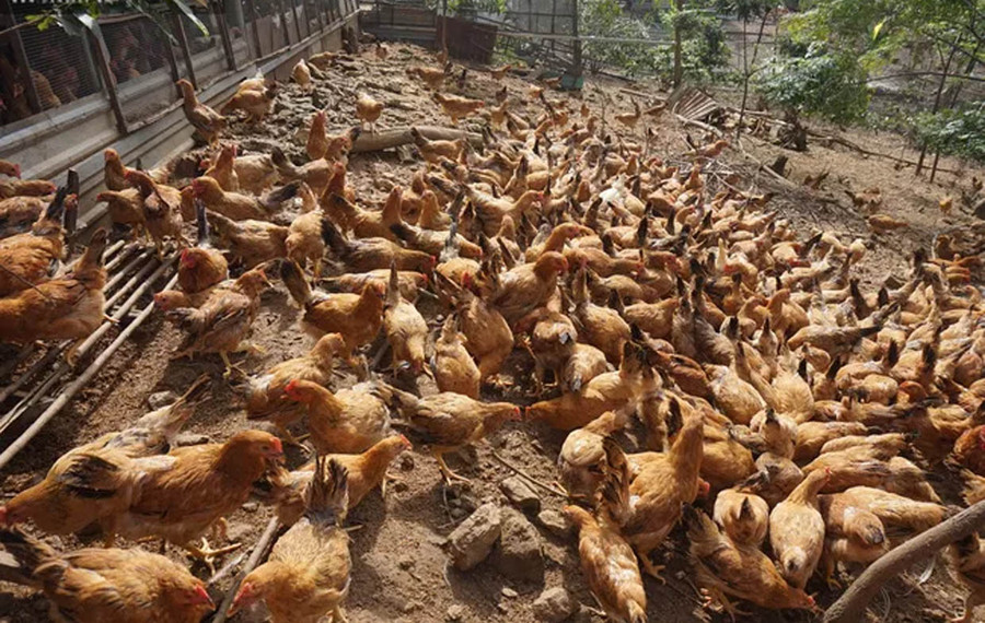 Mỗi năm ông Khánh nuôi 6 lứa gà ri thả vườn, mỗi lứa 1.500 con nên luôn đảm bảo cung cấp gà thịt thường xuyên cho thị trường.