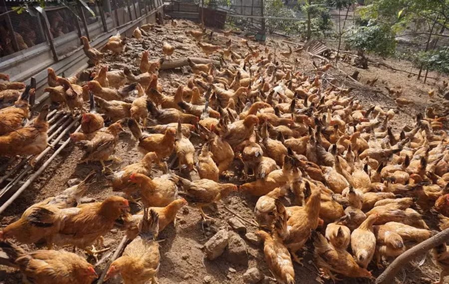 Mỗi năm ông Khánh nuôi 6 lứa gà ri thả vườn, mỗi lứa 1.500 con nên luôn đảm bảo cung cấp gà thịt thường xuyên cho thị trường.