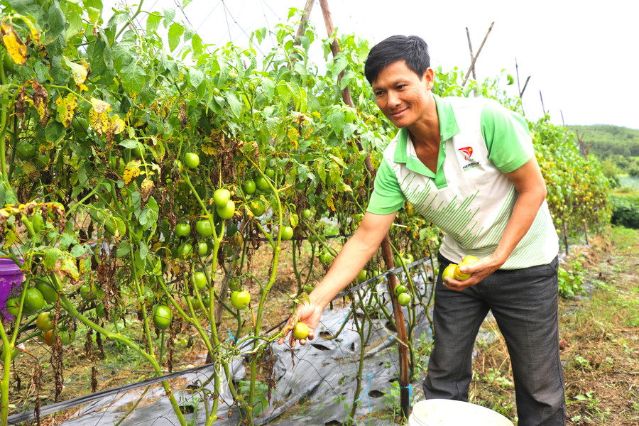 Khi cung ứng sản phẩm nông nghiệp cho siêu thị, các hộ trồng rau ở huyện Kbang được hướng dẫn quy trình sản xuất và bảo quản rau củ quả theo quy cách yêu cầu. Ảnh: Ngọc Minh
