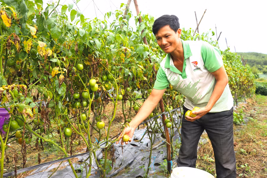 Khi cung ứng sản phẩm nông nghiệp cho siêu thị, các hộ trồng rau ở huyện Kbang được hướng dẫn quy trình sản xuất và bảo quản rau củ quả theo quy cách yêu cầu. Ảnh: Ngọc Minh