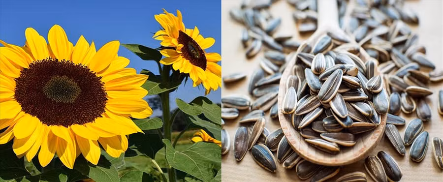 Hạt hoa hướng dương chưa hàm lượng lớn vitamin E không phải ai cũng biết. Đồ họa: Hồng Nhật