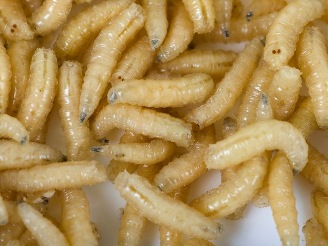 Thức ăn của giòi là những phần mô, da chết trên bề mặt vết thương. ẢNH: REUTERS Thức ăn của giòi là những phần mô, da chết trên bề mặt vết thương. ẢNH: REUTERS