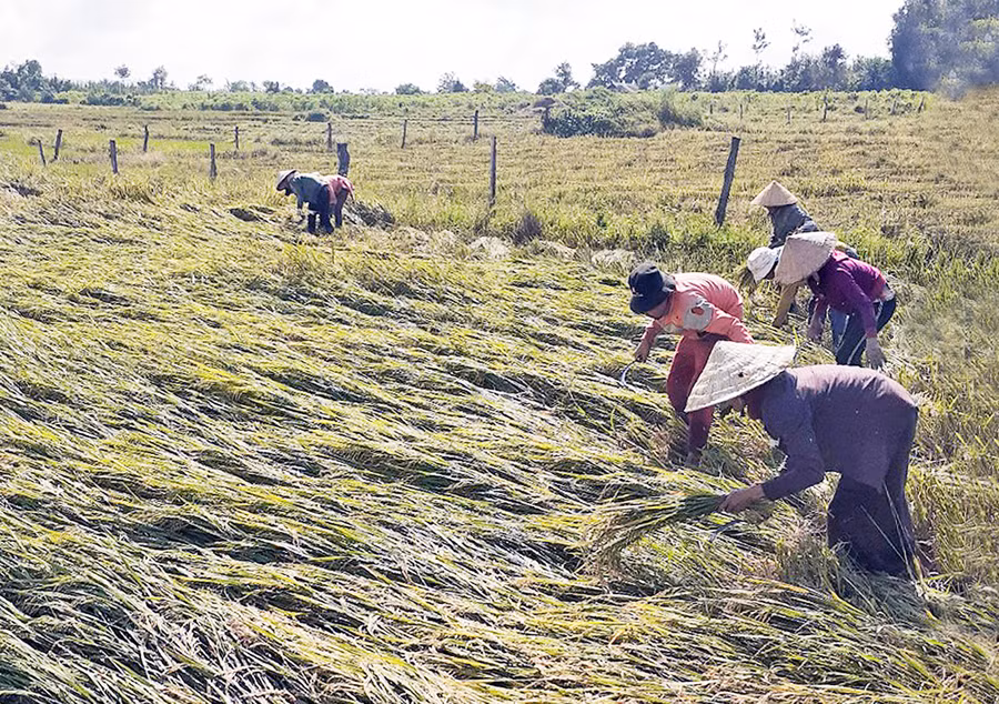 Người dân thị trấn Nhơn Hòa (huyện Chư Pưh) khẩn trương thu hoạch lúa bị ngã đổ do bão số 9. Ảnh: Ngọc Sang Người dân thị trấn Nhơn Hòa (huyện Chư Pưh) khẩn trương thu hoạch lúa bị ngã đổ do bão số 9. Ảnh: Ngọc Sang