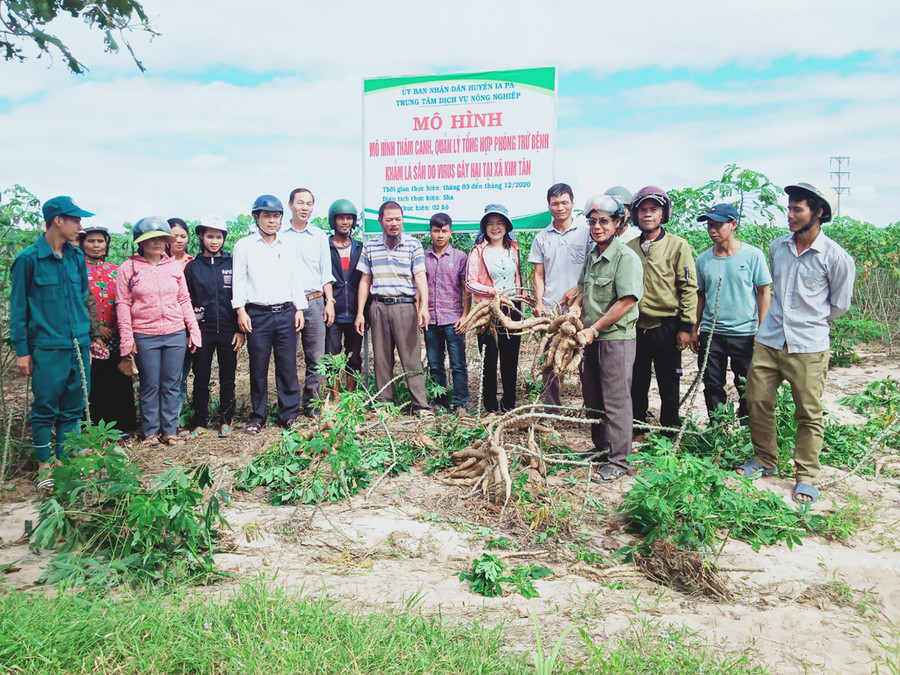 Đại biểu và người dân tham quan ruộng mì của hộ ông Đỗ Trung Kiên (thôn 2, xã Kim Tân). Ảnh: Mai Linh  Tham quan ruộng sắn hộ ông Đỗ Trung Kiên (thôn 2, xã Kim Tân, huyện Ia Pa). Ảnh: Mai Linh