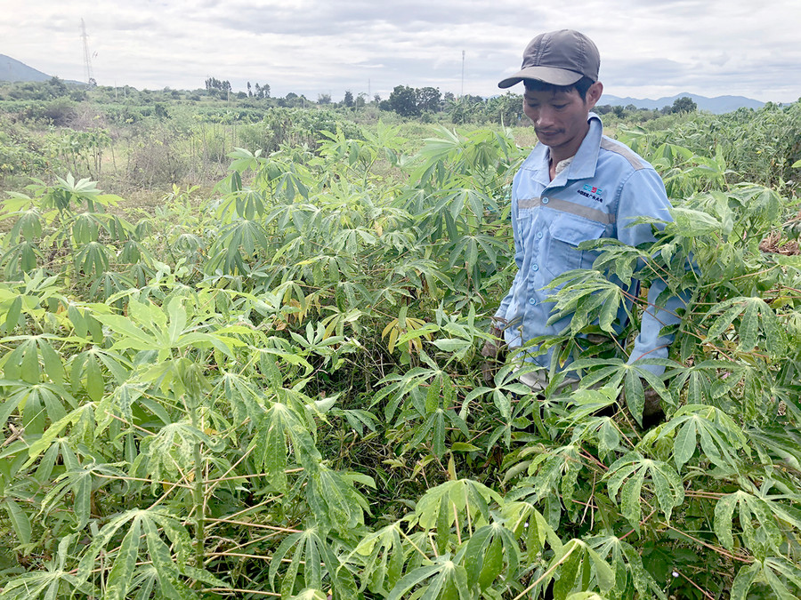 Vườn mì nhà ông Bùi Văn Bắc (thôn 3, xã Chư Gu, huyện Krông Pa) bị nhiễm bệnh khảm lá vi rút. Ảnh: Lê Nam