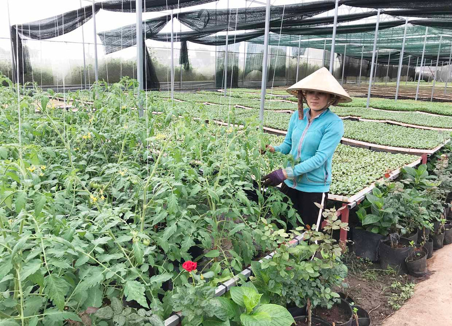 Hợp tác xã Nông nghiệp và Dịch vụ An Phú Thịnh (TP. Pleiku) sản xuất rau, quả an toàn theo hướng VietGAP. Ảnh: Nguyễn Diệp