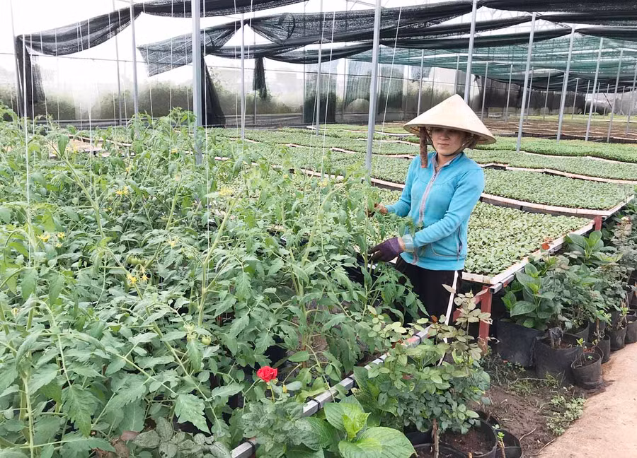 Hợp tác xã Nông nghiệp và Dịch vụ An Phú Thịnh (TP. Pleiku) sản xuất rau, quả an toàn theo hướng VietGAP. Ảnh: Nguyễn Diệp