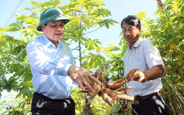 Viện Nông nghiệp Việt Nam cho biết đã thu được 8 dòng/giống kháng bệnh khá, có năng suất và tinh bột vượt trội.