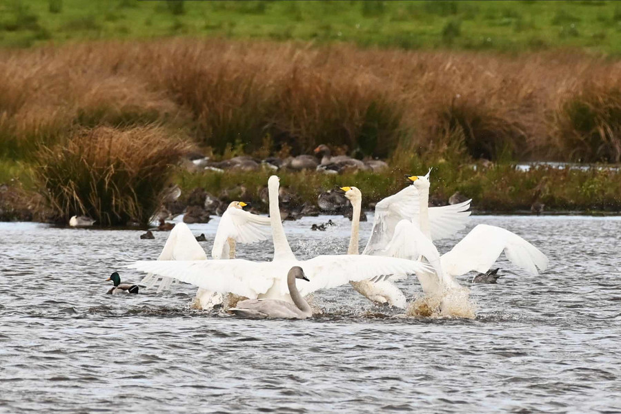 Đàn thiên nga di cư tại khu bảo tồn thiên nhiên RSPB’s Loch Leven. Cứ vào mùa thu, hàng nghìn con thiên nga từ Iceland lại di cư đến Anh. Tác giả: Ken Jack.