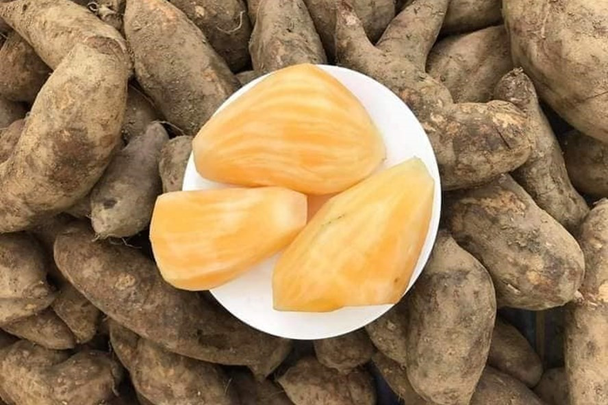 Củ sâm đất: Thực phẩm hỗ trợ một số bệnh lý. Ảnh: Hạ Mây Củ sâm đất: Thực phẩm hỗ trợ một số bệnh lý. Ảnh: Hạ Mây