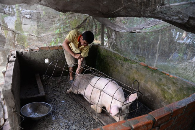 Việc bắt heo đôi khi không phải dùng sức là được mà phải dùng mẹo