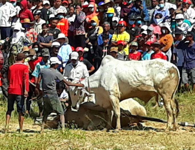 Có những đôi bò giở chứng nằm lì xuống đường đua khi vừa ra sân chuẩn bị thi đấu.