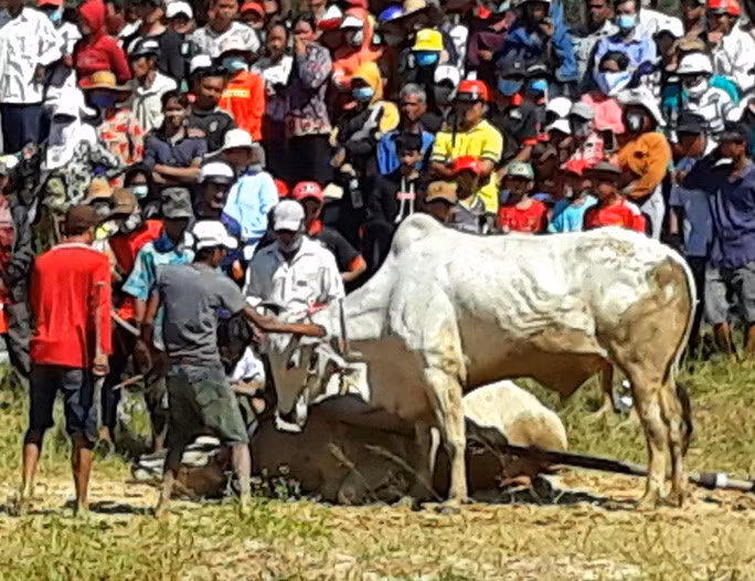 Có những đôi bò giở chứng nằm lì xuống đường đua khi vừa ra sân chuẩn bị thi đấu. Có những đôi bò giở chứng nằm lì xuống đường đua khi vừa ra sân chuẩn bị thi đấu.