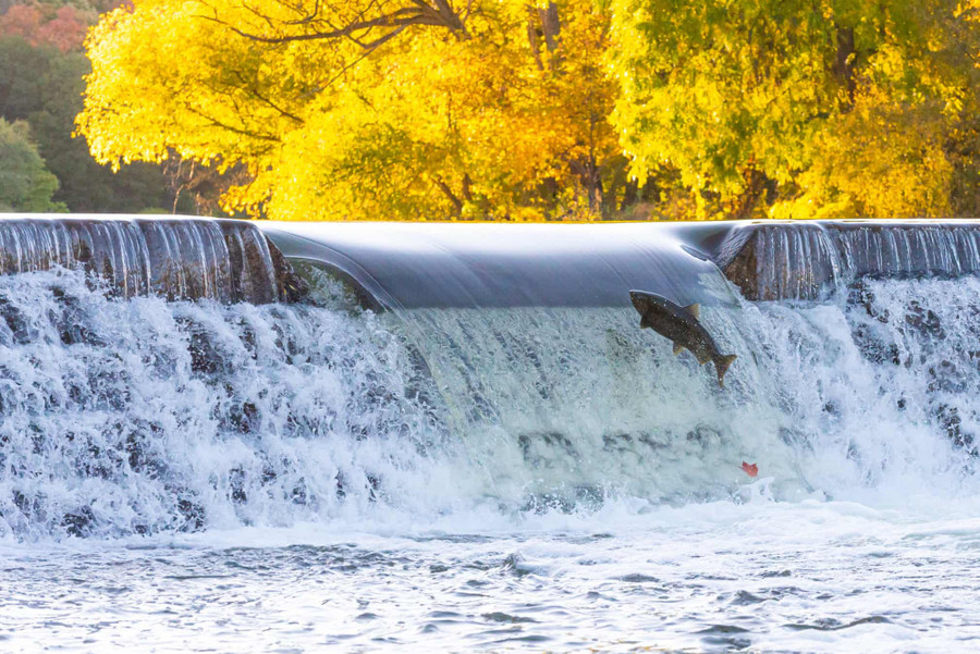 Một con cá hồi đang cố gắng di chuyển ngược dòng sông Humber của Canada. Tác giả: Anatoliy Cherkasov.