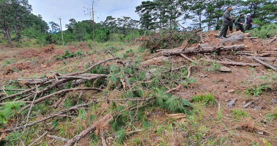  Cơ quan chức năng tổ chức cưa hạ, tận thu số gỗ bị 