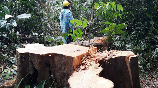 Rừng tự nhiên xã Trà Nú, H.Bắc Trà My (Quảng Nam), bị chặt phá tháng 9.2019 - Ảnh Mạnh Cường Rừng tự nhiên xã Trà Nú, H.Bắc Trà My (Quảng Nam), bị chặt phá tháng 9.2019 - Ảnh Mạnh Cường