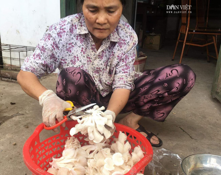 Nấm giàu dinh dưỡng và đem lại hiệu quả kinh tế cao cho các xã viên Nấm giàu dinh dưỡng và đem lại hiệu quả kinh tế cao cho các xã viên
