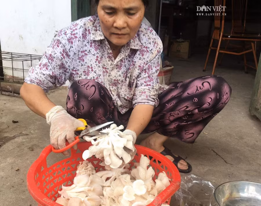 Nấm giàu dinh dưỡng và đem lại hiệu quả kinh tế cao cho các xã viên